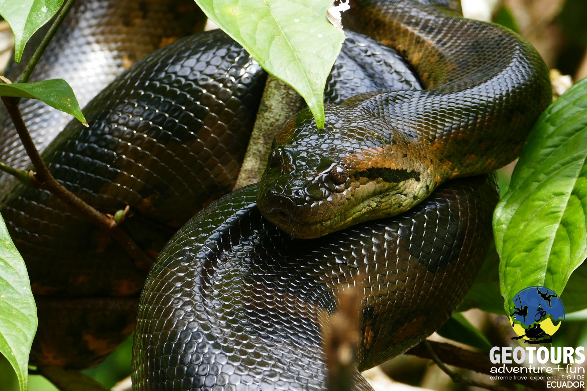 An experience from Cuyabeno