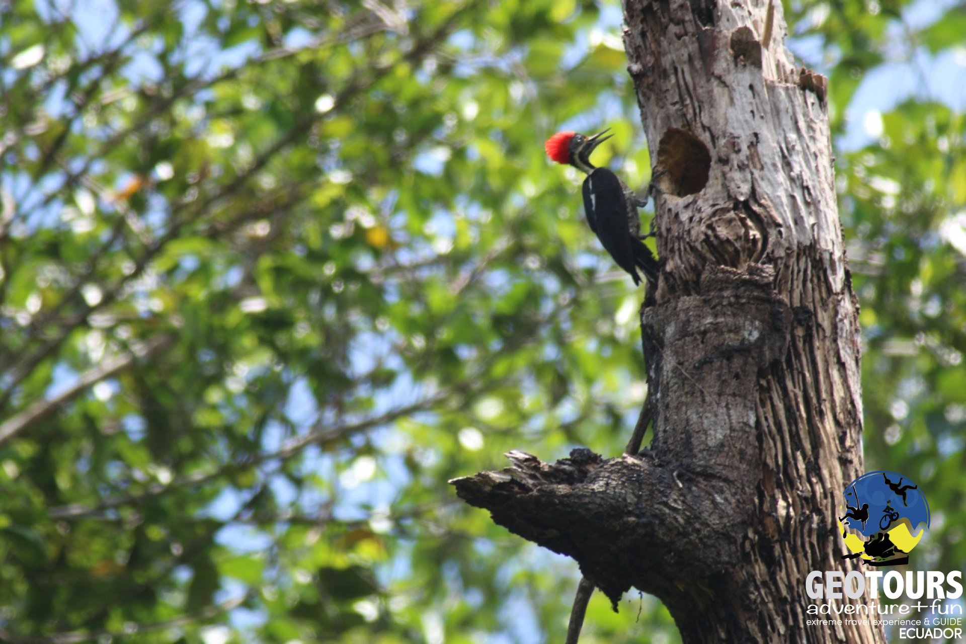 Avistamiento de Aves 